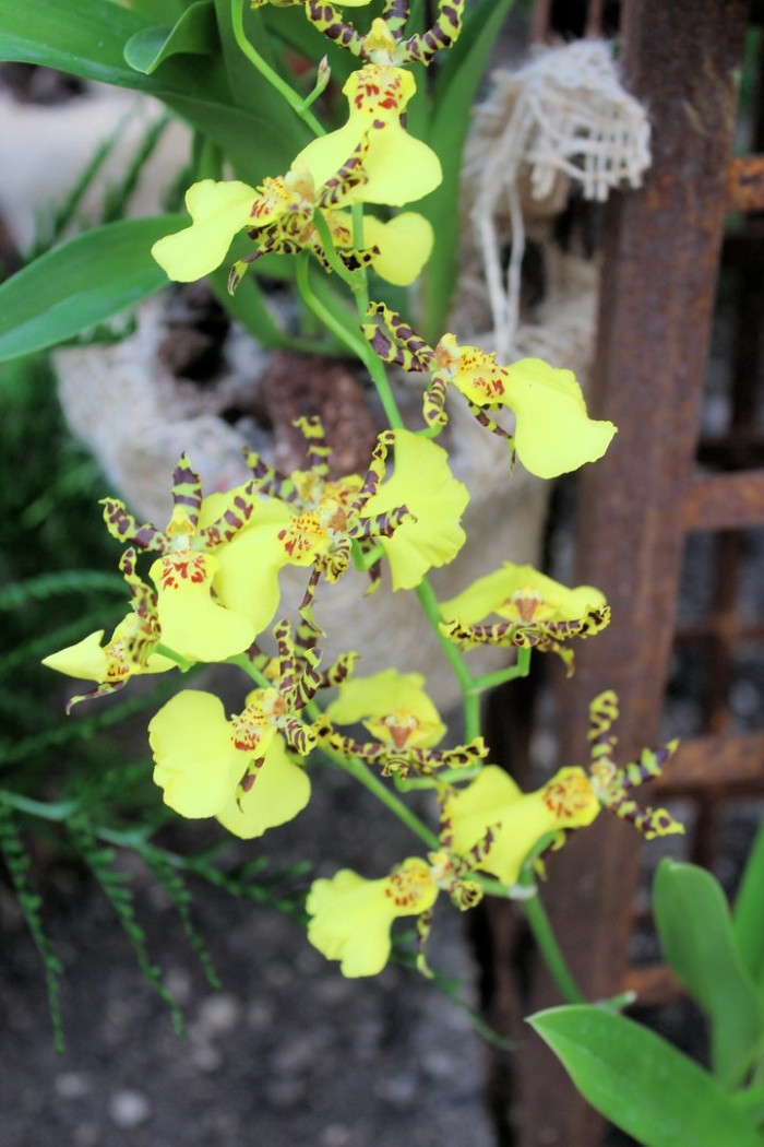 Орхидея онцидиум твинкль