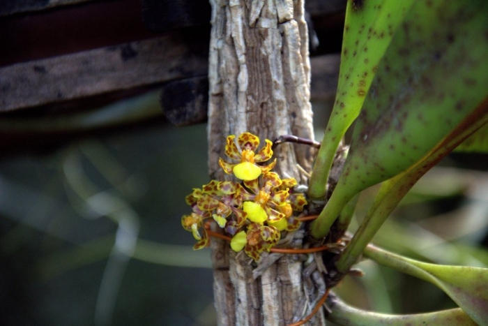 Орхидея oncidium pumilum