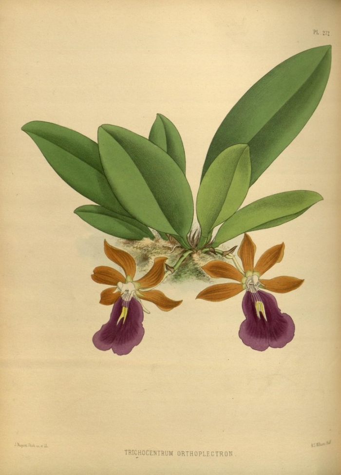 Трихоцентрум орхидея