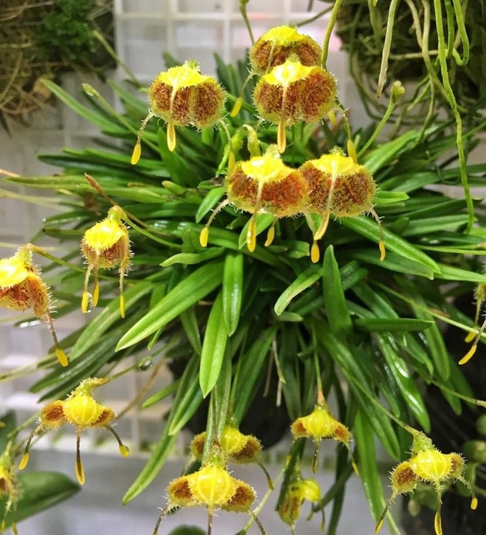 Diodonopsis erinacea