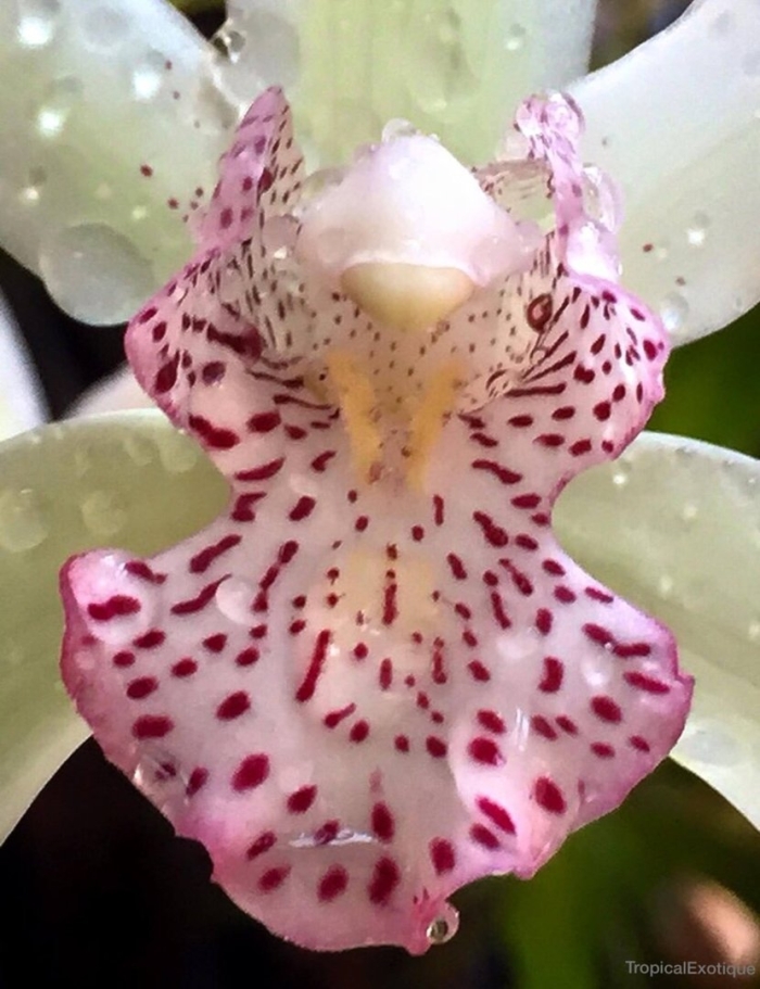 Цимбидиум орхидея