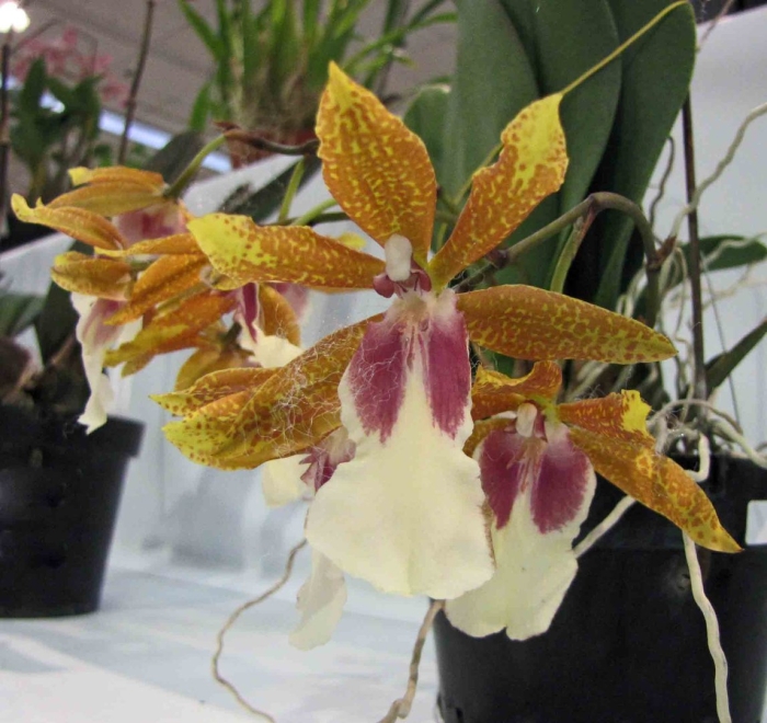 Trichocentrum stacyi