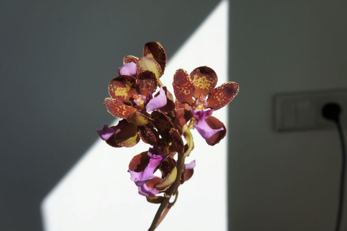 Oncidium lanceanum