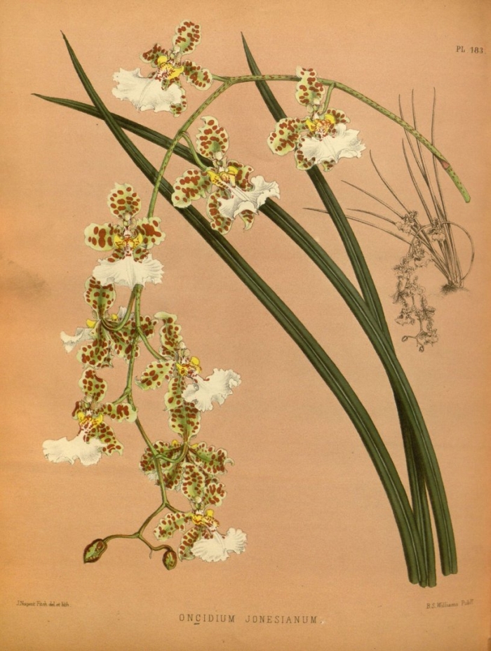 Oncidium jonesianum