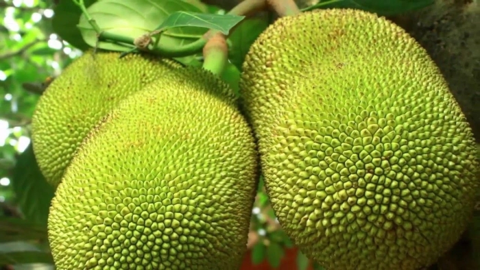 Хлебное дерево джекфрут