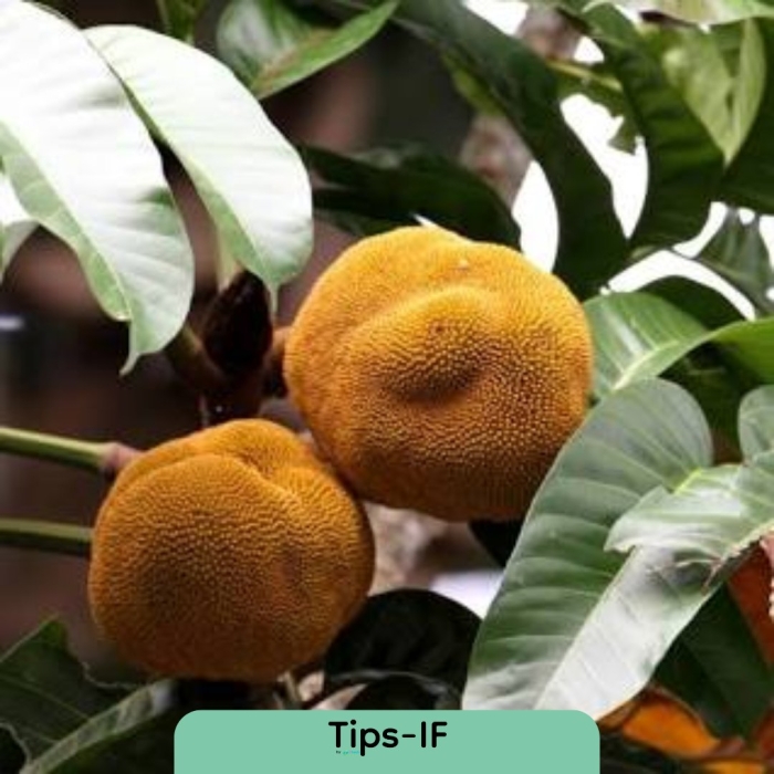 Хлебное дерево маранг