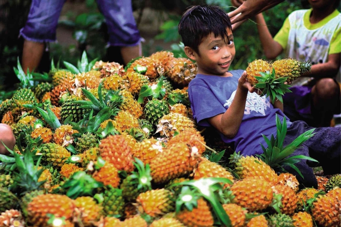 Ананасовая плантация тайланд