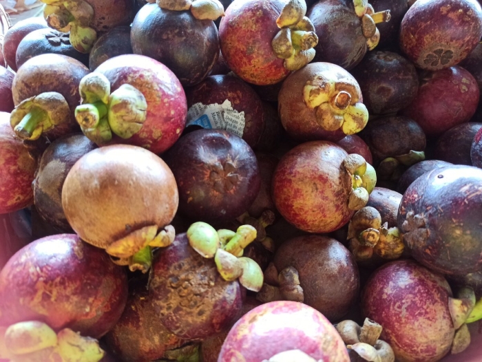 Мангостан мангустин