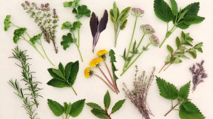 Лекарственная трава