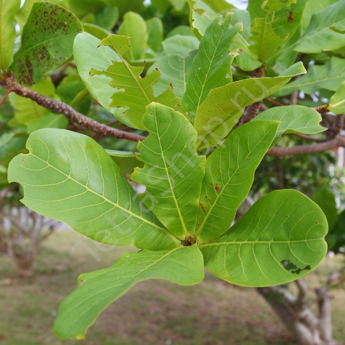 Лист миндаля