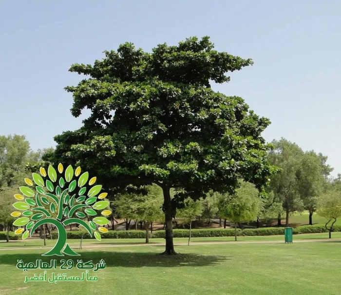 Terminalia catappa дерево