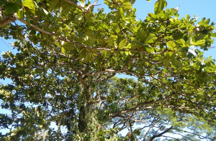 Высокие деревья