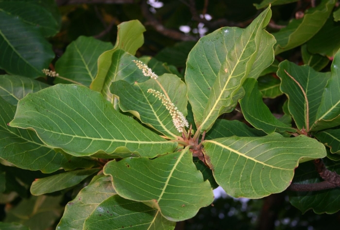 Terminalia catappa