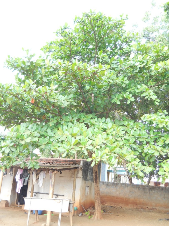 Индийский миндаль (terminalia catappa)