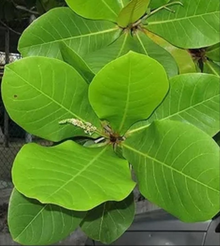 Magnolia officinalis