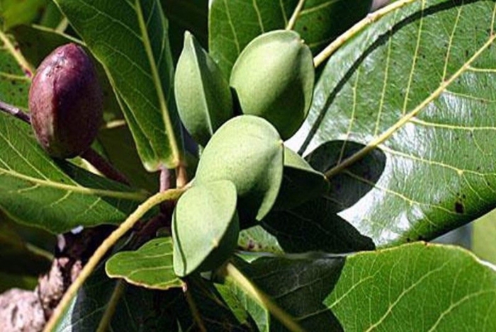 Бибхитаки (terminalia bellirica)