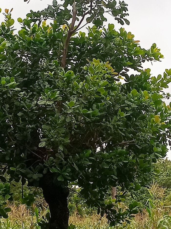 Barringtonia acutangula