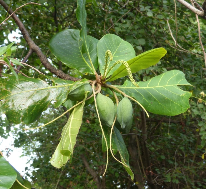 Terminalia catappa