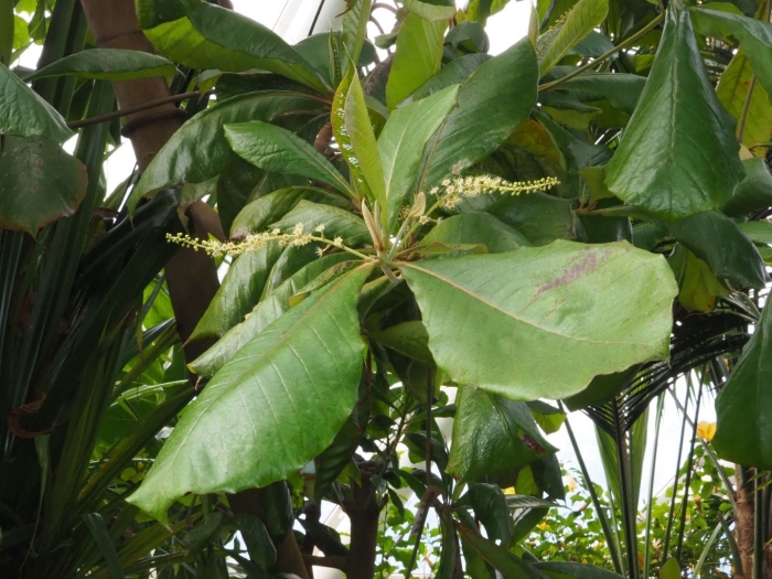 Terminalia catappa