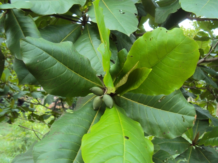 Magnolia obovata