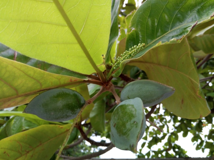 Terminalia catappa
