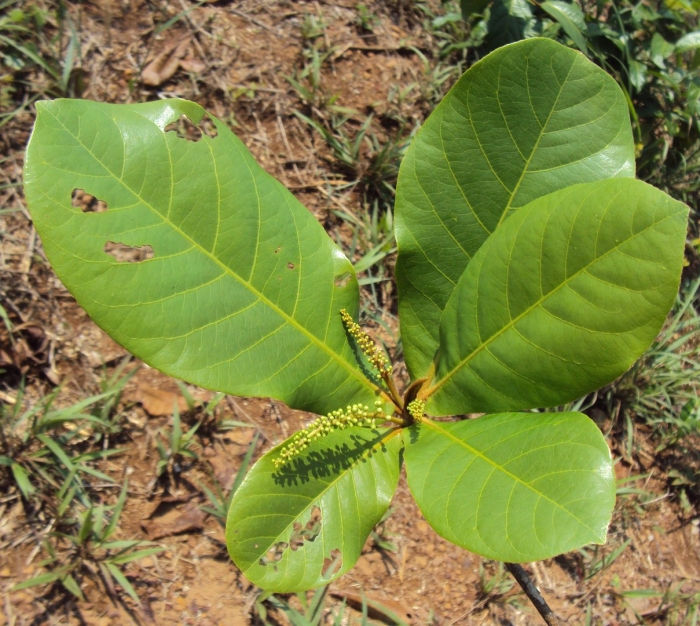Terminalia catappa