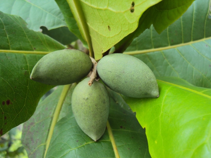 Азимина трилоба