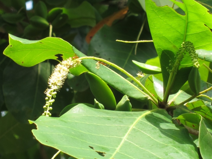 Mallotus philippinensis