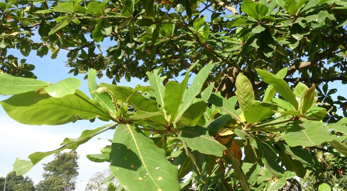 Terminalia superba