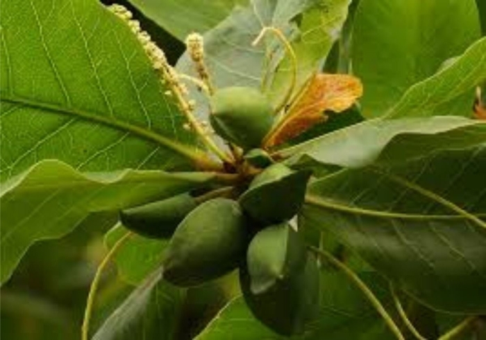 Terminalia tomentosa