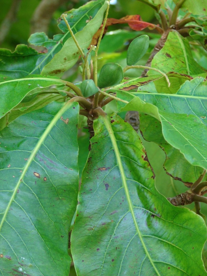 Butyrospermum parkii
