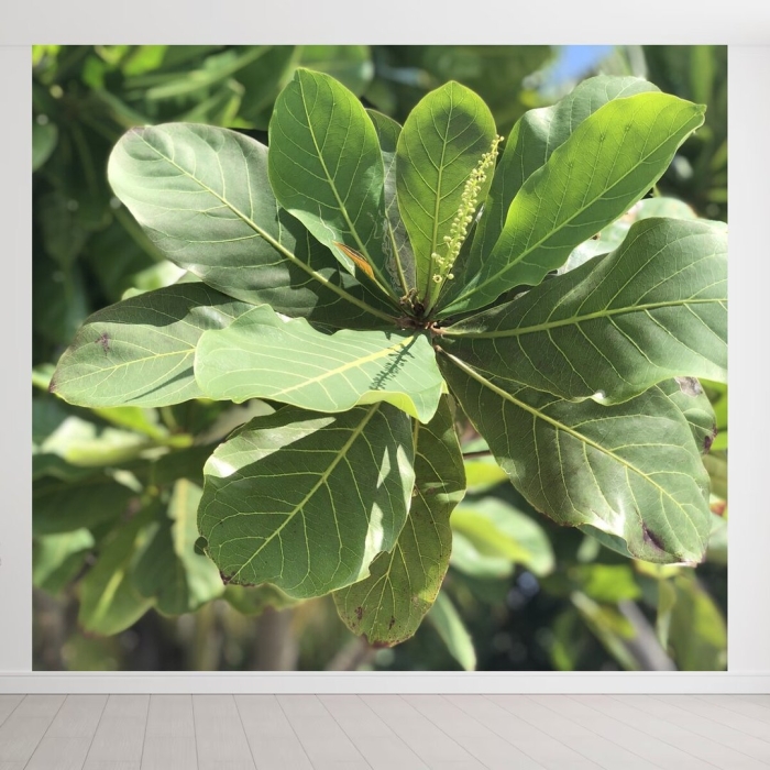 Индийский миндаль дерево