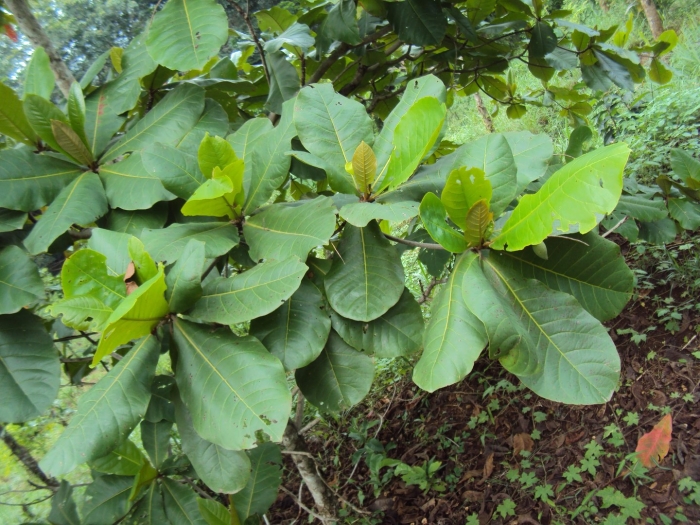 Terminalia catappa