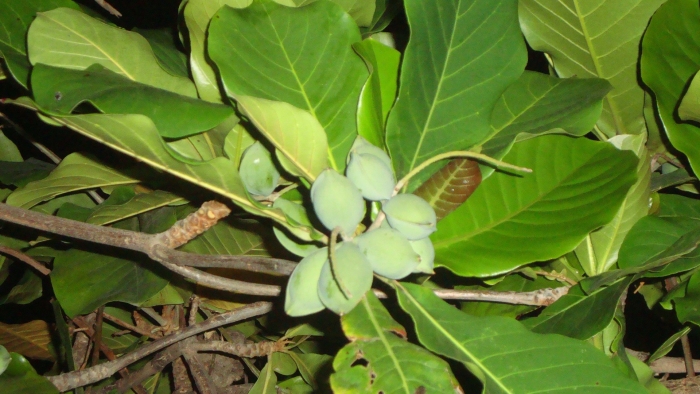 Азимина прима 1216