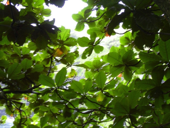 Magnolia macrophylla