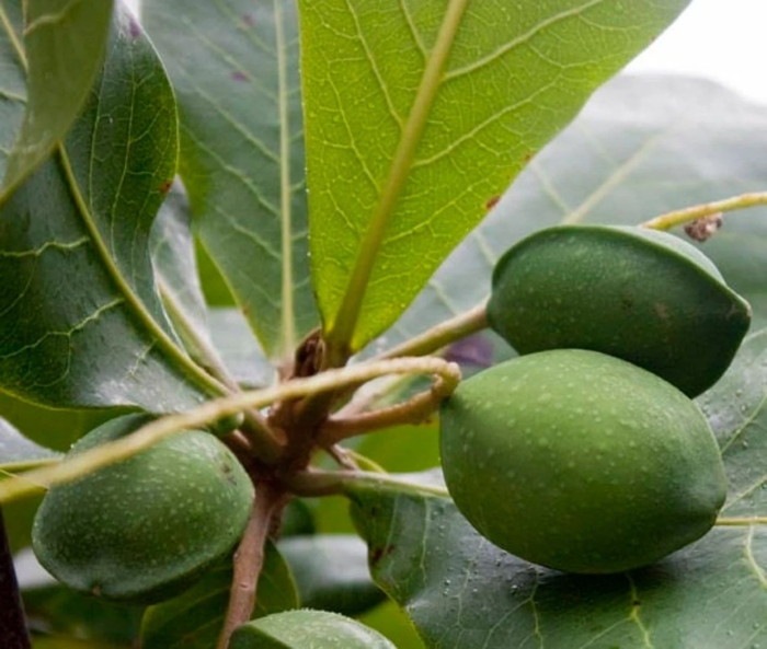 Индийский миндаль