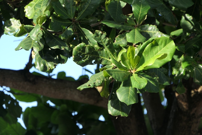 Лирата фикус