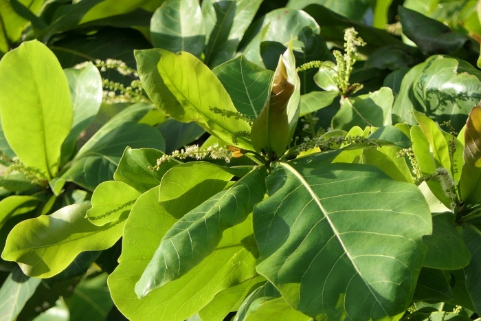 Терминалия фердинанда