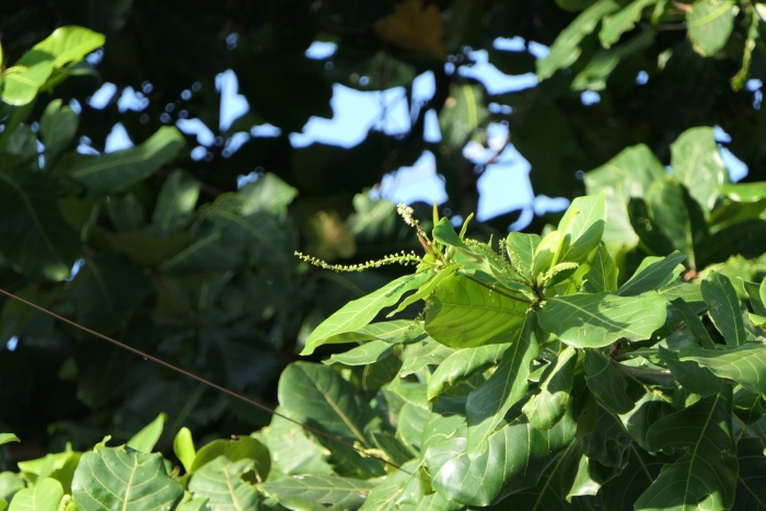 Macadamia tetraphylla