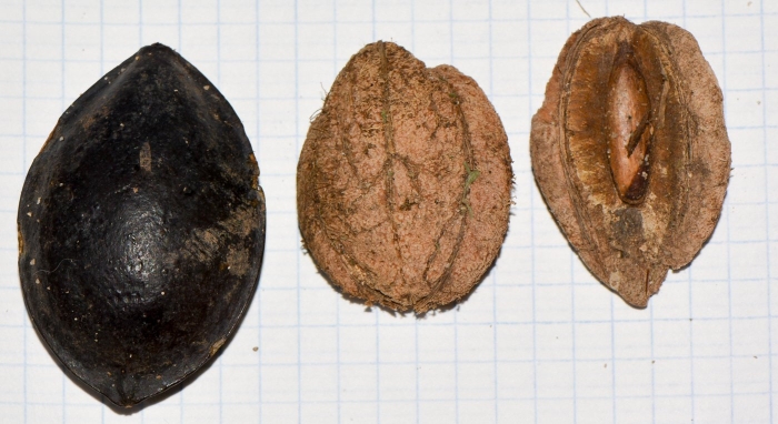 Орех маньчжурский juglans mandshurica плод