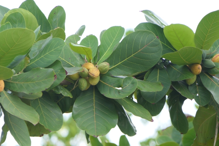 Terminalia catappa
