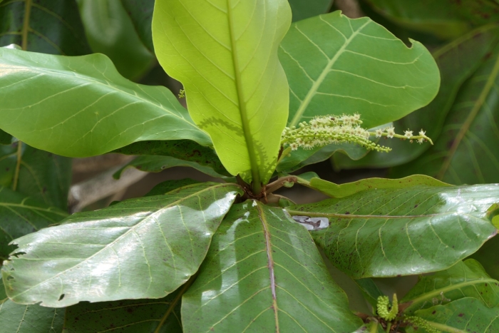 Terminalia catappa