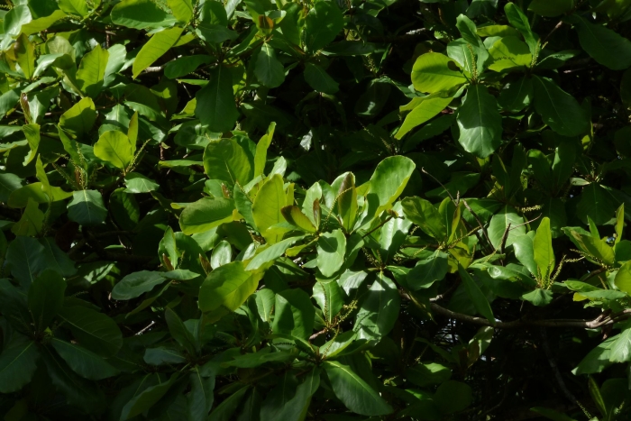 Corynocarpus laevigatus