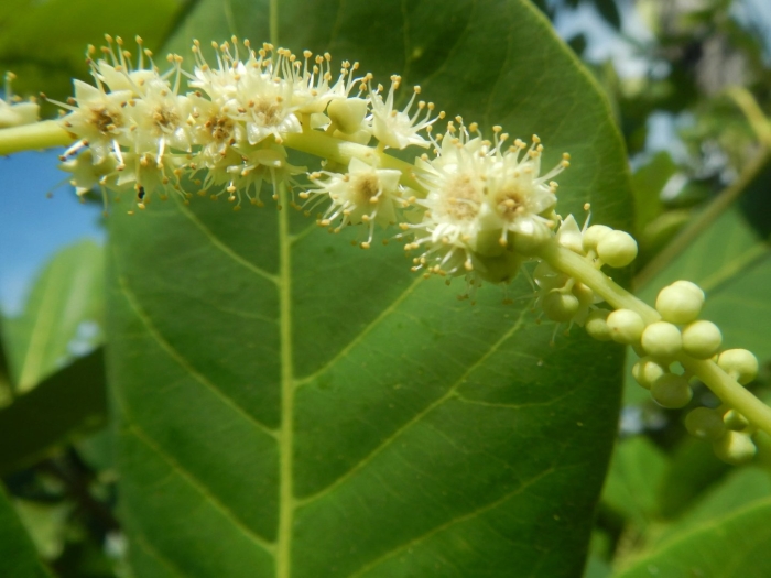 Terminalia elliptica