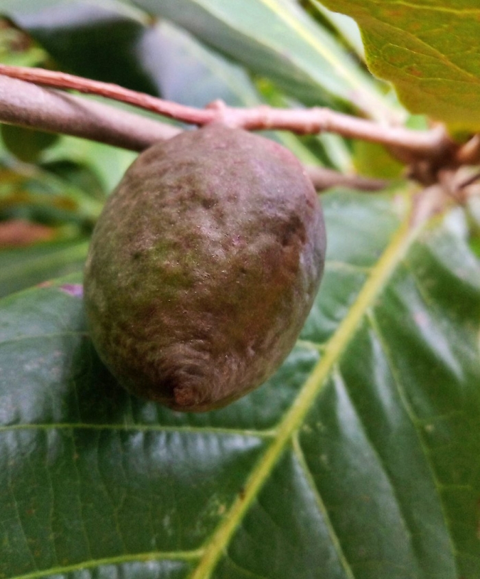 Elaeocarpus ganitrus