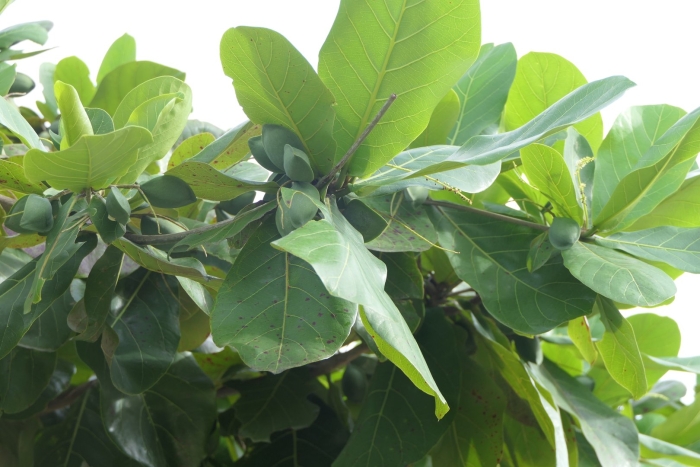 Terminalia catappa
