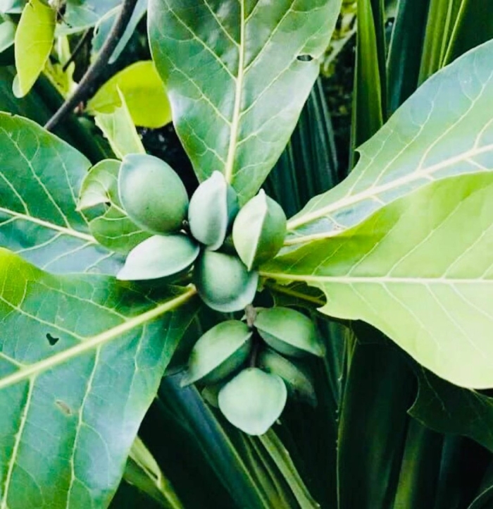 Пельменное дерево