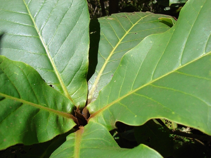 Terminalia catappa