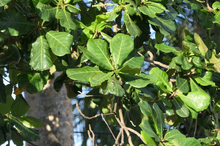 Terminalia macroptera