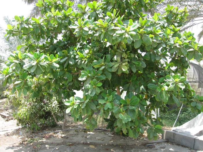 Ficus retusa